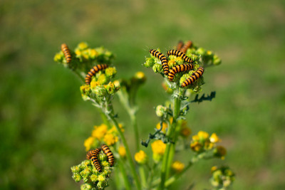 Stagweed Bear (Tyria jacobaeae)的毛虫群