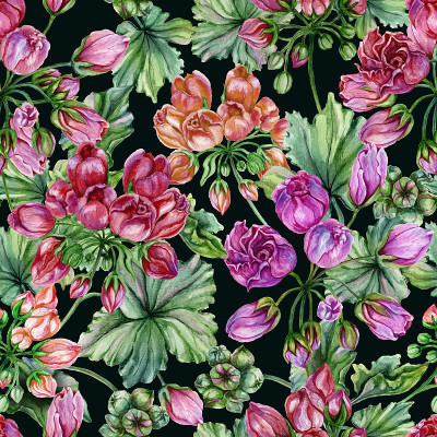 美丽的花背景与郁金香花天竺葵花和叶在黑色的背景。天竺葵花。无缝的植物图案。水彩画。