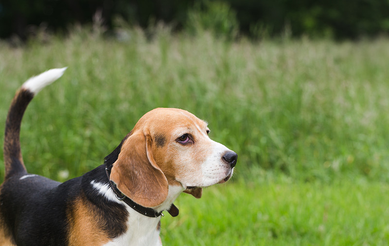 小猎犬站在田野里。