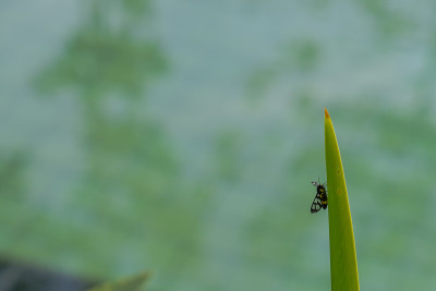 虎蛾粘在游泳池附近的绿叶上