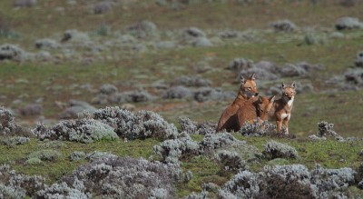 特写三野生和濒危埃塞俄比亚狼(Canis simensis)休息，贝尔山国家公园，埃塞俄比亚。