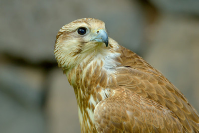 Saker猎鹰肖像(Falco cherrug)