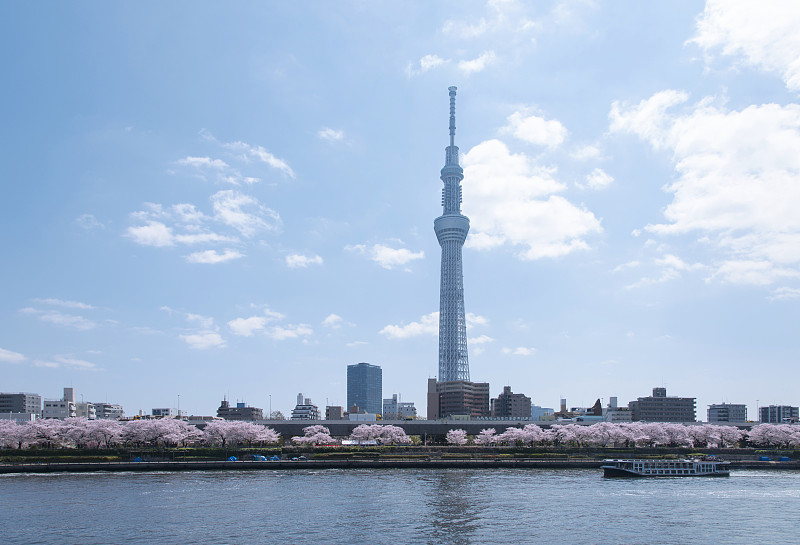 东京的天空树和樱花。预览效果