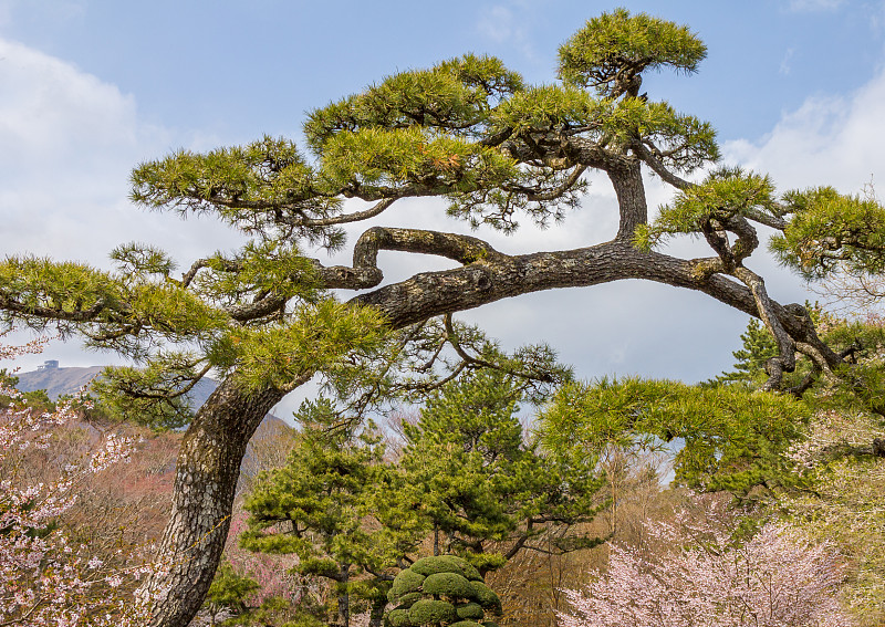 日本的安石箱根公园