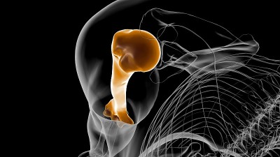 人体骨骼解剖肱骨3D渲染