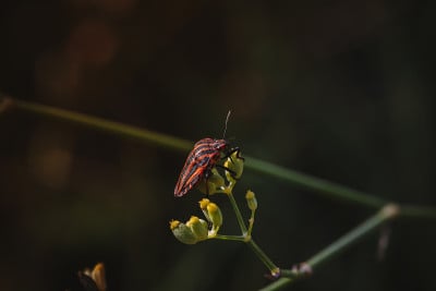 瓢虫