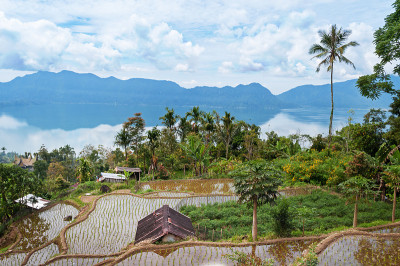 Maninjau湖(Danau Maninjau)附近的梯田