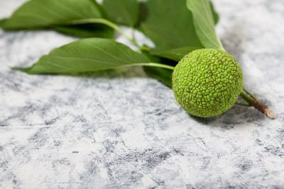 水果maclura pomifera (Adam's apple, osage orange, ho