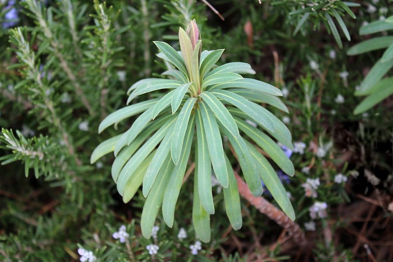 爱尔兰的风铃花或紫堇花的叶子