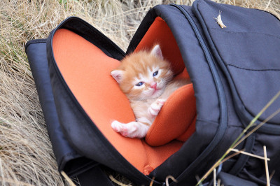 小黄猫在袋子里