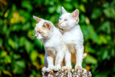 在一个阳光明媚的夏日，两只白色的小猫坐在一根木桩上。乡村小猫的肖像。可爱的宠物