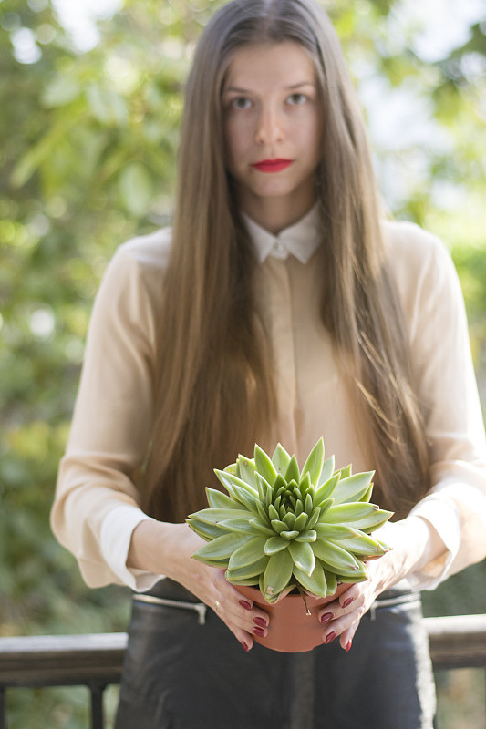 室内植物肉质沙参在一个女孩的手中