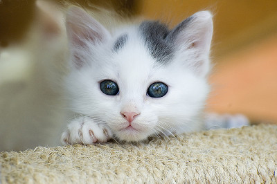 好奇的猫