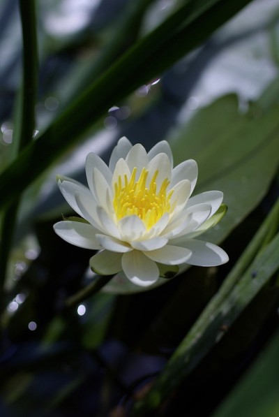 睡莲