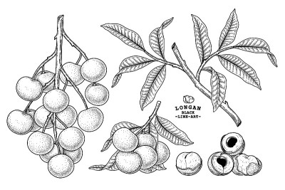 龙眼水果手绘元素植物插画