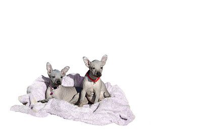 两只小狗在床单上。隔离。墨西哥无毛狗狗。Xoloitzcuintle。