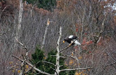 Haliaeetus pelagicus