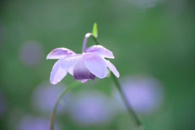 荷花在小雨中绽放