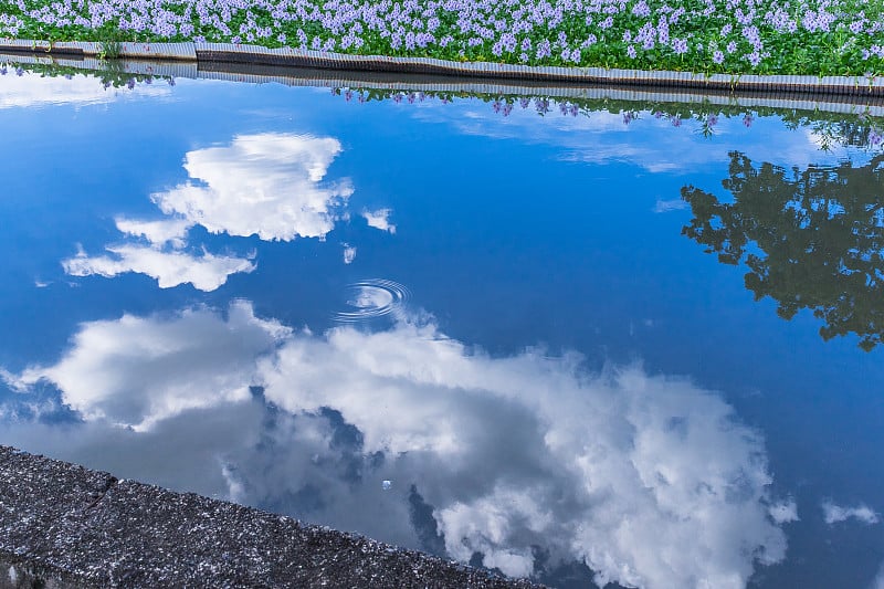 水葫芦和夏日的天空