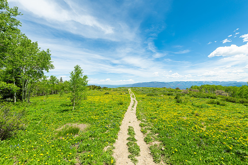 黄色的蒲公英，五颜六色的野花，沿着汤姆斯湖徒步小径的草地，在山索普里斯，卡本代尔，科罗拉多州