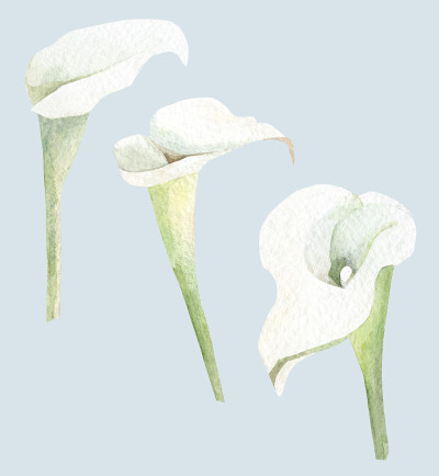 水彩白色花卉插图。马蹄莲花贺卡，婚礼卡，社交媒体模板，植物标志，故事亮点。