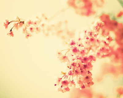 粉红色的樱花