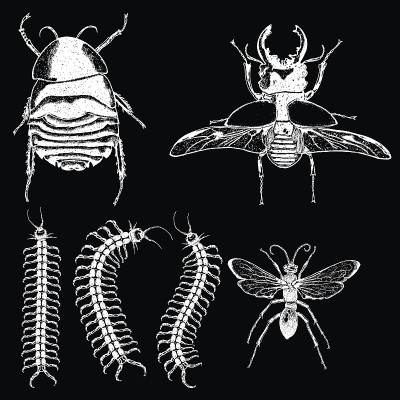 Insect stipple drawing set isolated. Insects and b