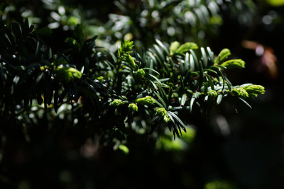 发芽的Torreya