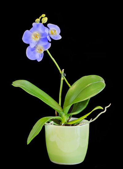 蓝色兰花花与黄色雌蕊，兰科，花盆