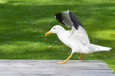 公园里的海鸥