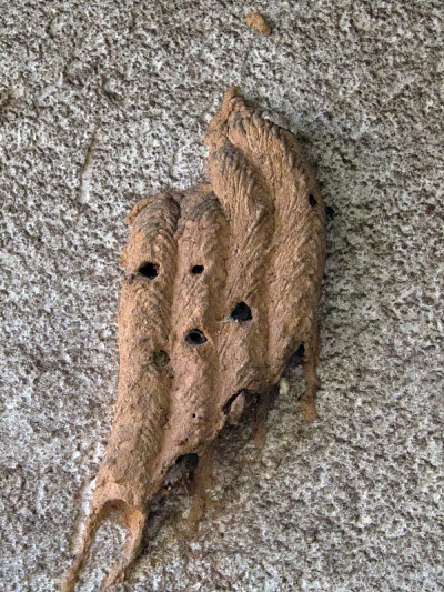 黄蜂的房子