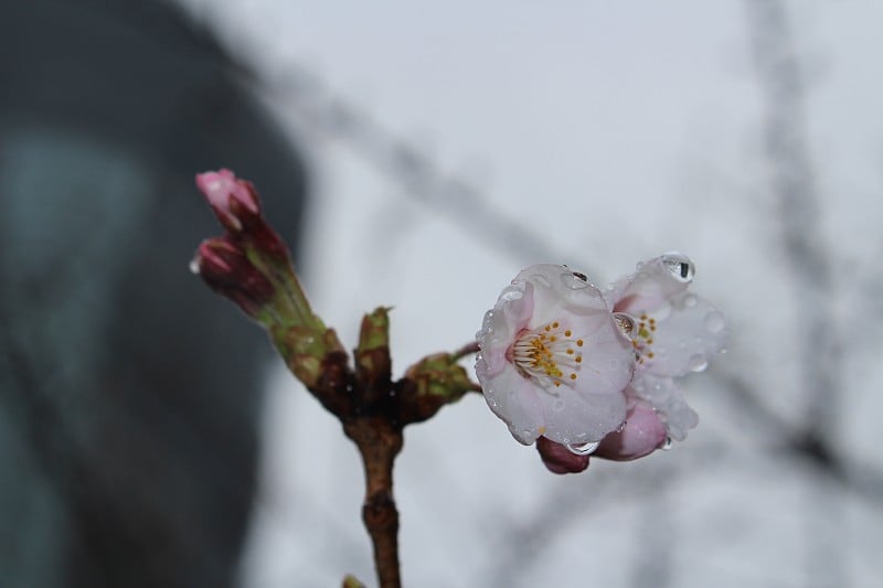 樱花与雨滴