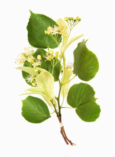 椴树花