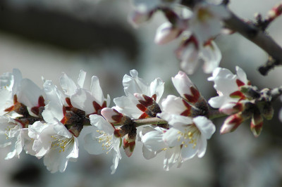 蜜岛蜜岛