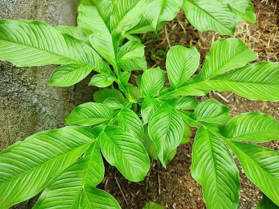 大象脚山药植物的特写