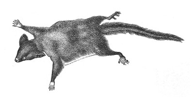 羽毛尾巴滑翔机(杂技pygmaeus) -复古雕刻插图