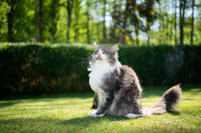 缅因库恩猫