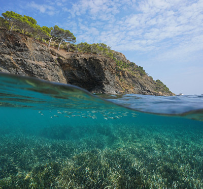 地中海岩石海岸的海草和鱼