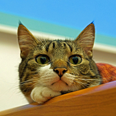 威廉猫