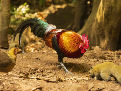 红原鸡(Gallus Gallus)被认为是家鸡的祖先。这种原鸡早在5000多年前就在亚洲被驯化了，