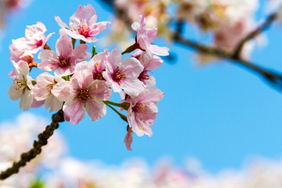 日本京都的樱花
