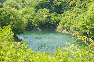 forest5