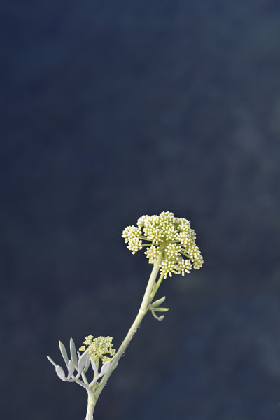 海茴香花