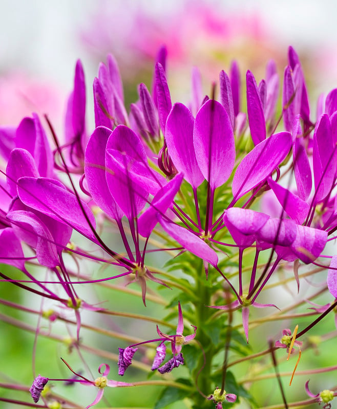 粉蜘蛛花(Cleome spinosa)的特写