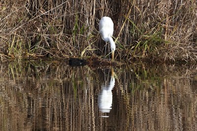 德国大白鹭(Ardea alba)