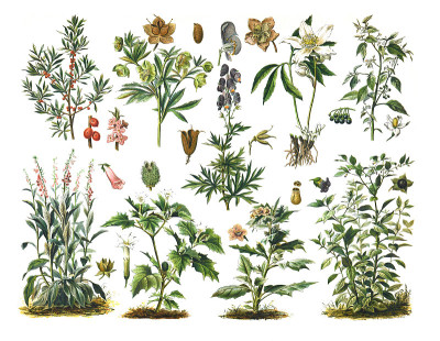 收集最毒的植物。植物手绘插图。