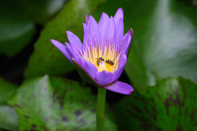莲花