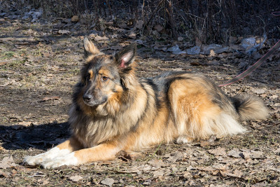 牧羊犬躺在地上