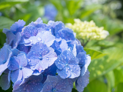 绣球花雨后盛开