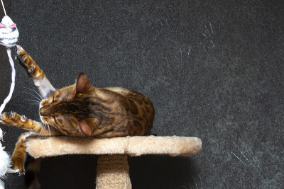 家猫会打架和打猎。
